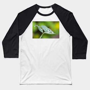 Raindrops on Woodsorrel Baseball T-Shirt